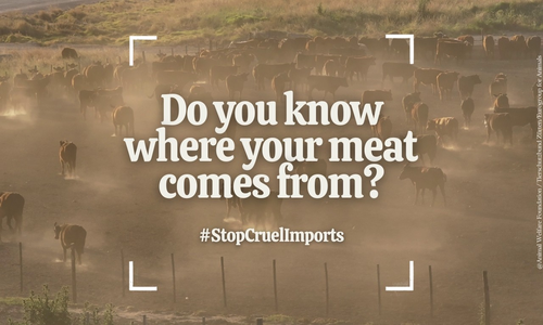 Film cattle feedlots 2026
